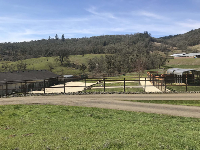 Canine Country Club Dog Boarding Roseburg, Oregon